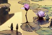 ABZ - Lily Pond